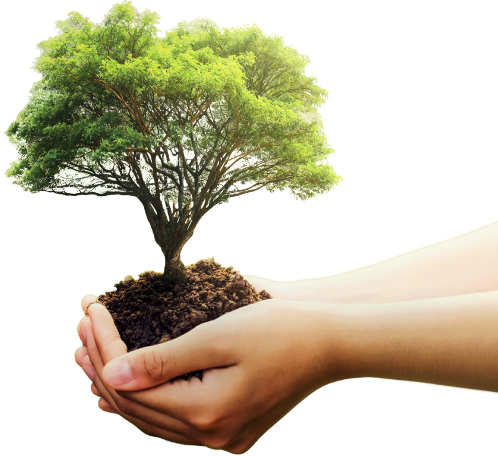 Hand holding tree in Brandon, florida